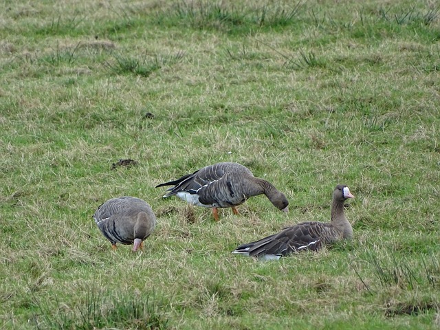 这使得他们 这使得他们